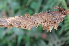 Polystichum paramicola
