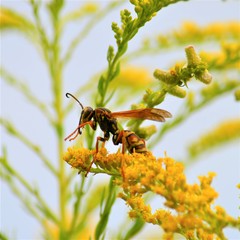 Polistes fuscatus