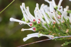 Erica perspicua perspicua