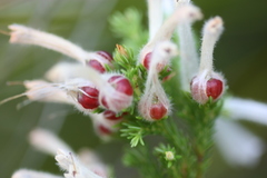 Erica perspicua perspicua