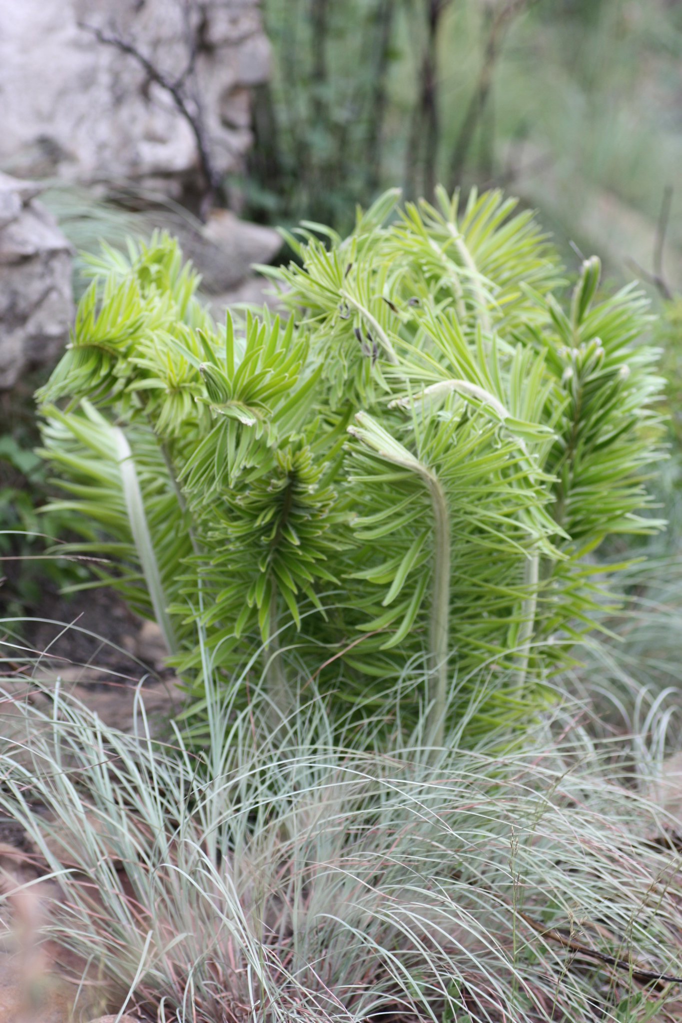 Encephalartos afer