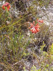 Erica cerinthoides cerinthoides