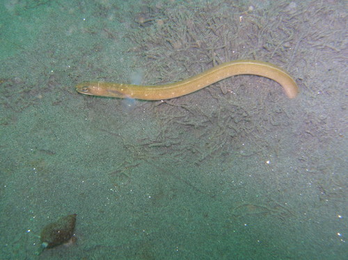 Common snake eel (Ophichthus remiger) — Ophichthidae