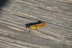 Schistocerca alutacea