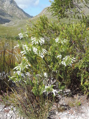 Erica thomae thomae