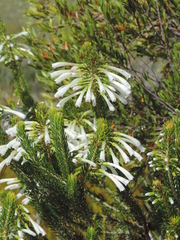 Erica thomae thomae