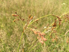 Scirpus pendulus