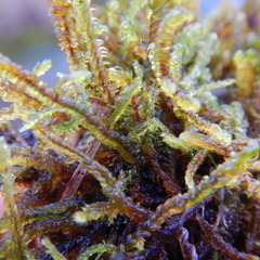 Scorpidium cossonii