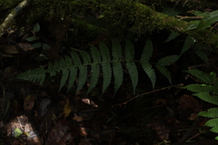 Dennstaedtia globulifera