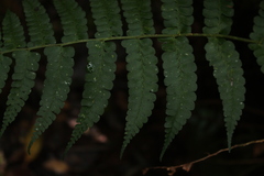 Dennstaedtia globulifera