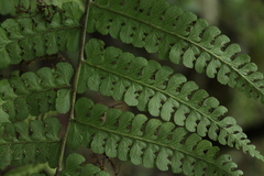 Dennstaedtia globulifera