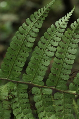 Dennstaedtia globulifera