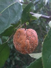 Monilinia