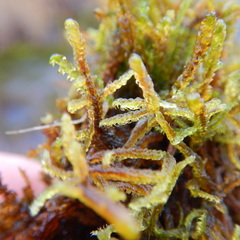 Scorpidium cossonii