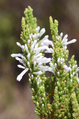 Erica colorans