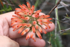 Erica cerinthoides cerinthoides