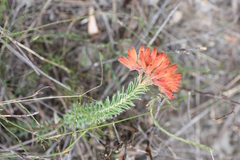 Erica cerinthoides cerinthoides