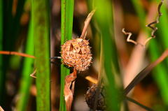 Sparganium eurycarpum eurycarpum