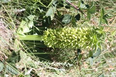 Eucomis