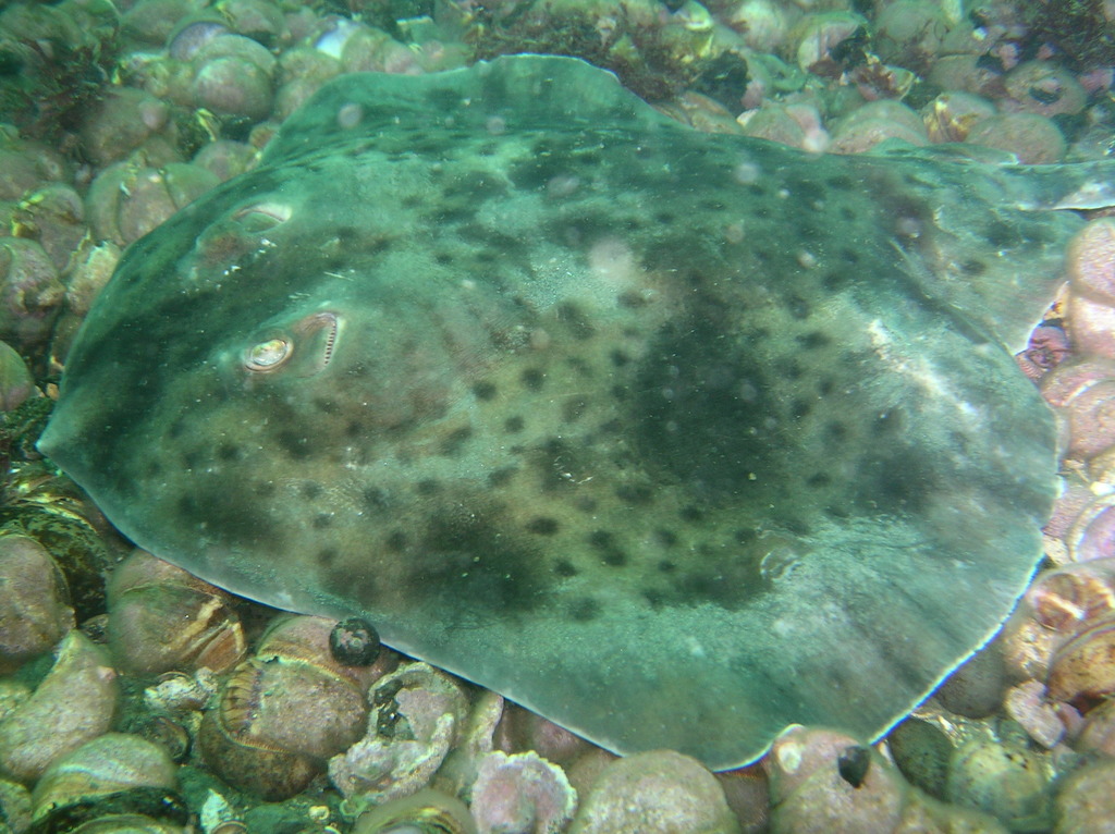 Shorttail Fanskate
