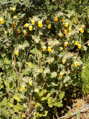 Hermannia cuneifolia