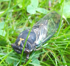Neotibicen lyricen engelhardti