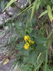 Solidago sphacelata