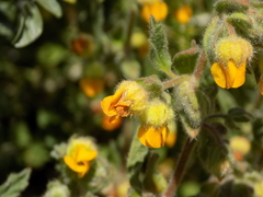 Hermannia cuneifolia
