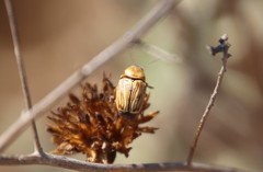 Cryptocephalus spurcus