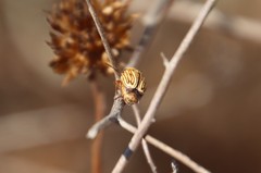 Cryptocephalus spurcus