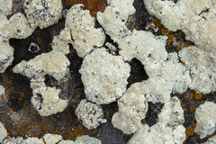 Lecanographa hypothallina