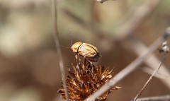 Cryptocephalus spurcus