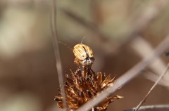 Cryptocephalus spurcus