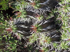 Anthacanthae