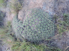 Euphorbia pulvinata