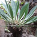 Euphorbia bupleurifolia - Photo (c) Marco Schmidt, alguns direitos reservados (CC BY-NC-SA), uploaded by Marco Schmidt