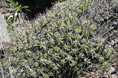 Anthacanthae