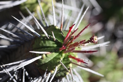 Anthacanthae