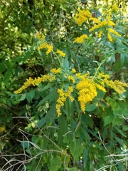 Solidago canadensis hargeri