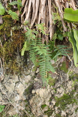 Pleopeltis buchtienii