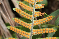 Pleopeltis buchtienii