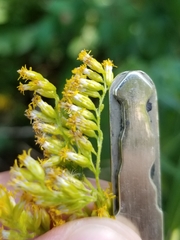 Solidago canadensis hargeri
