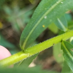 Solidago canadensis hargeri