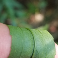 Solidago canadensis hargeri