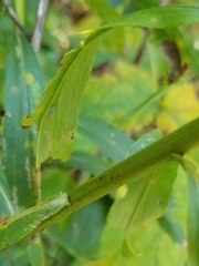 Solidago canadensis hargeri