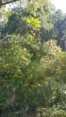 Solidago canadensis hargeri