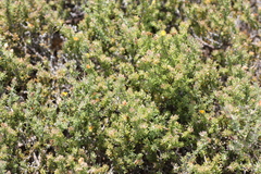 Aspalathus juniperina