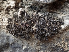 Lathagrium cristatum