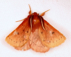 Anthela ferruginosa