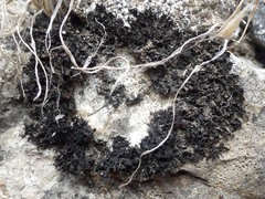 Lathagrium cristatum